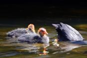 meerkoet (Fulica atra) 5-2021 7162-